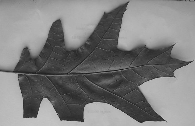 a leaf by anelephantcant